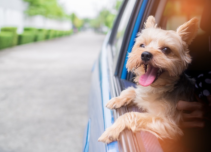 A dog looking out of the Window.